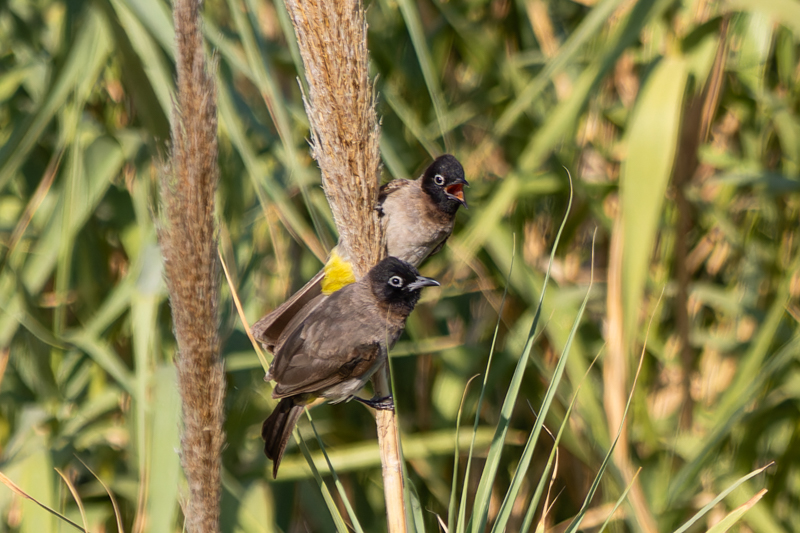 White-spectacled Bulbul