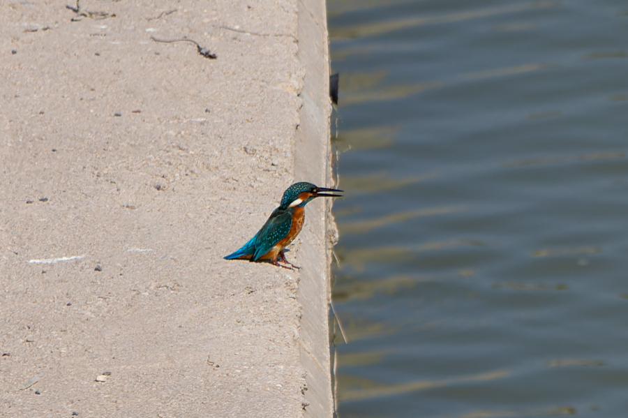 Common Kingfisher