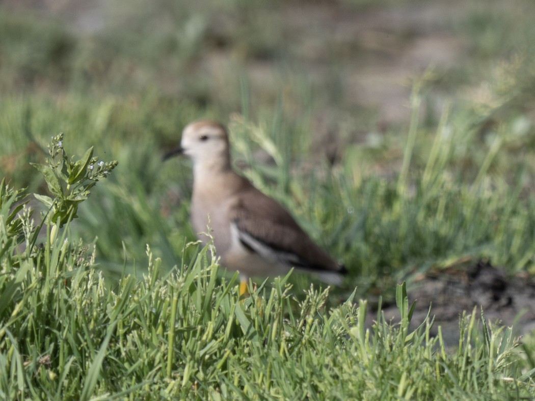 White-tailed Lapwing