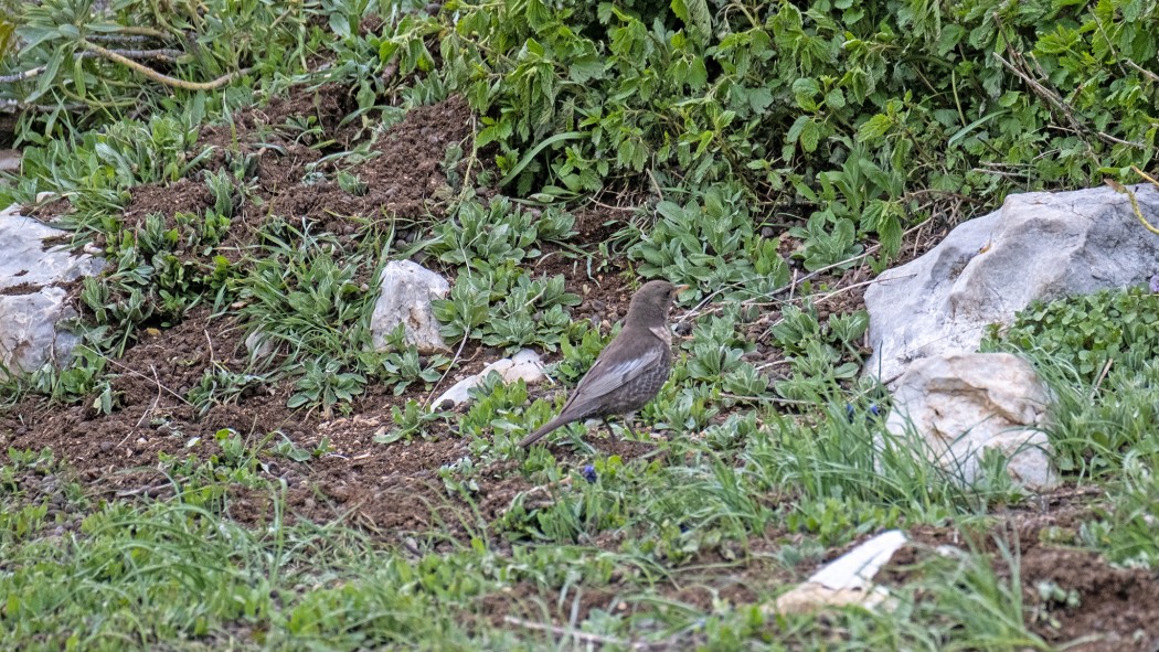 Ring Ouzel