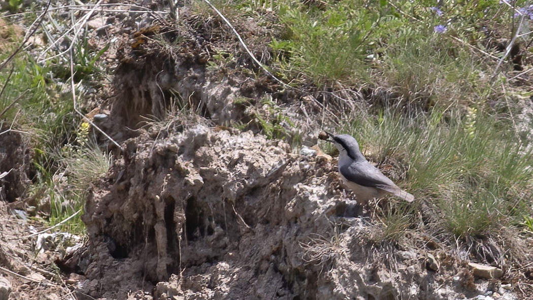 Western Rock Nuthatch