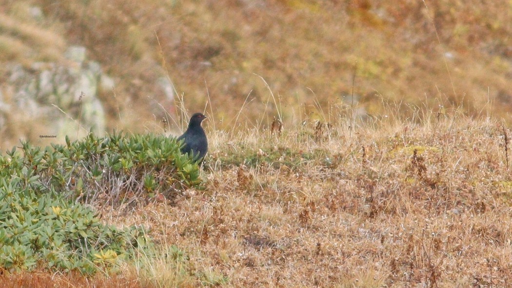 Caucasian Grouse