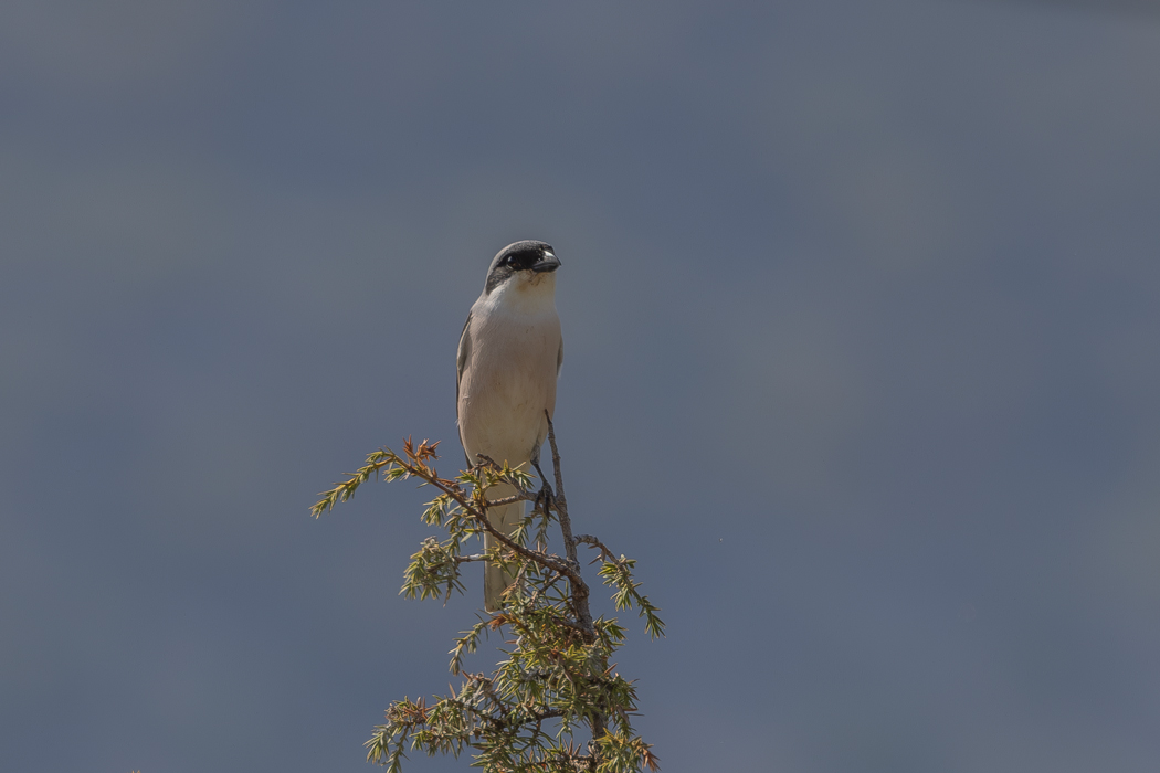 Lesser Grey Shrike