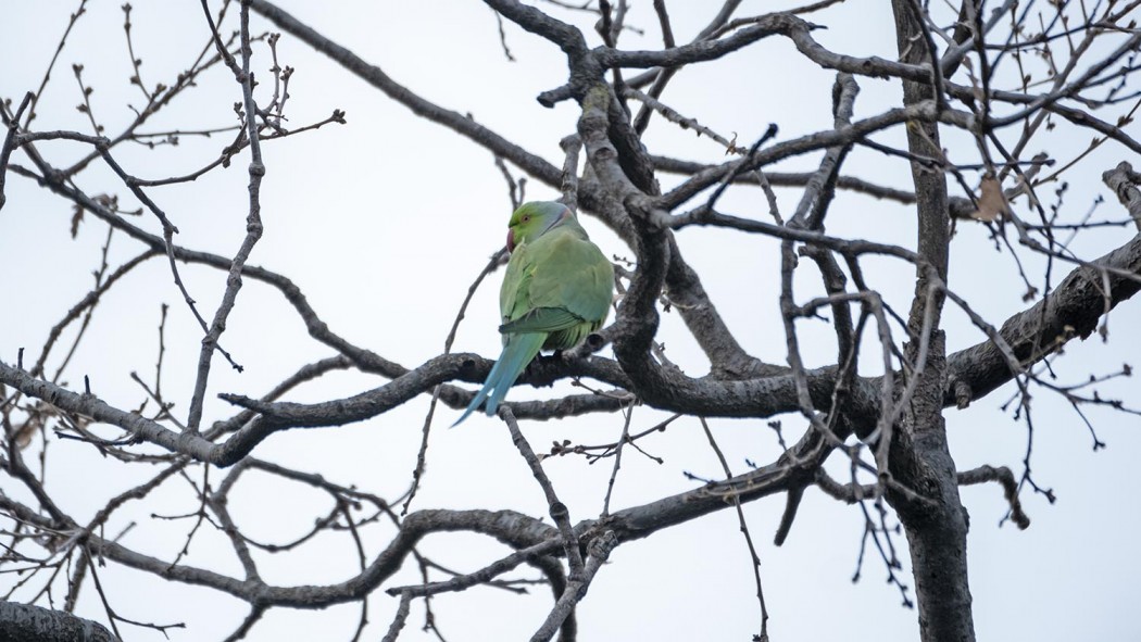 Rose-ringed Parakeet