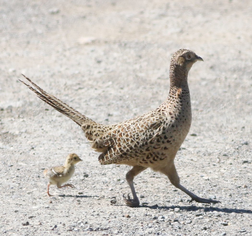 Common Pheasant