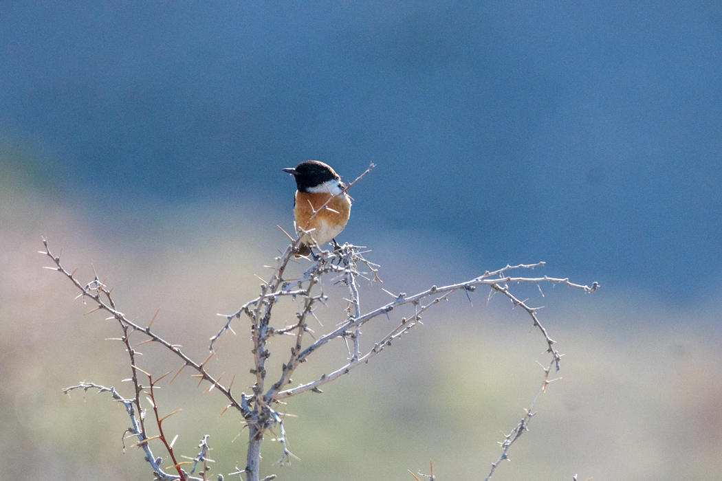 European Stonechat