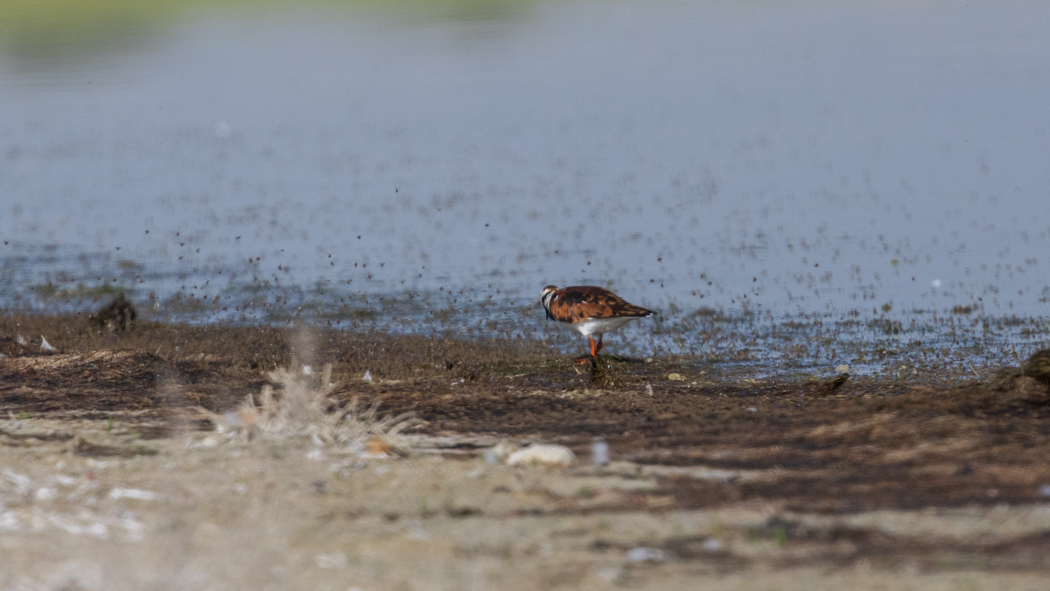Ruddy Turnstone