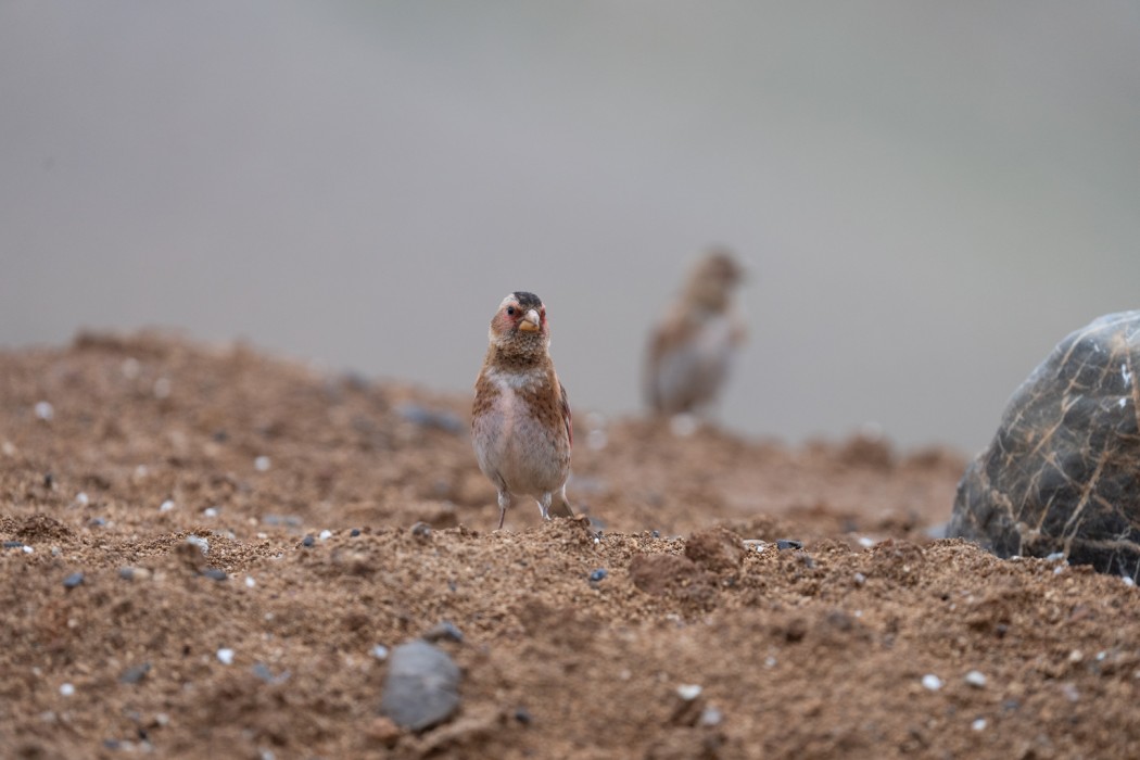 Crimson-winged Finch