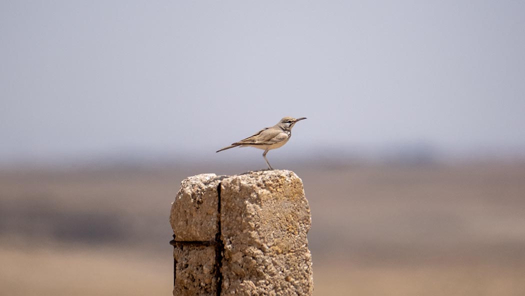Greater Hoopoe-Lark