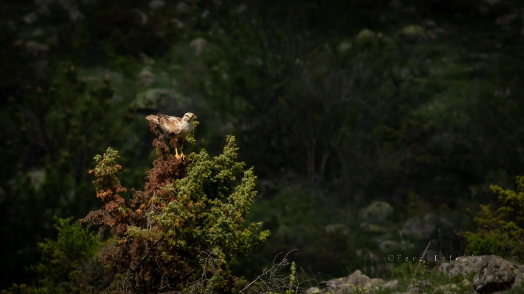 Long-legged Buzzard