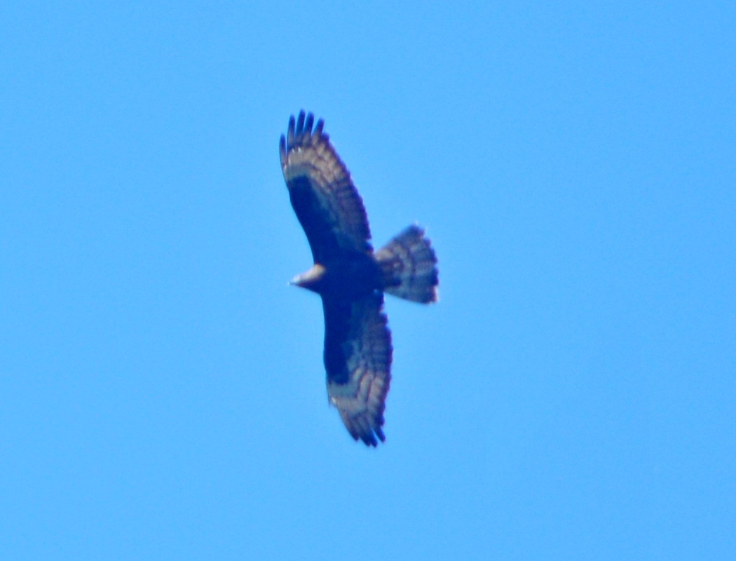 European Honey Buzzard