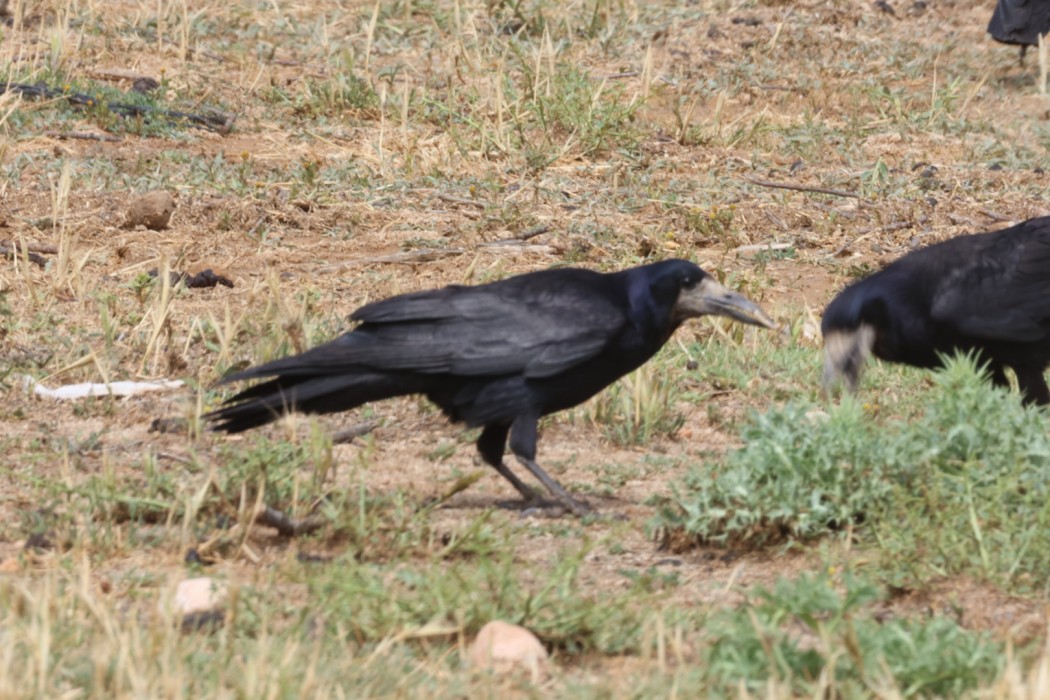 Rook