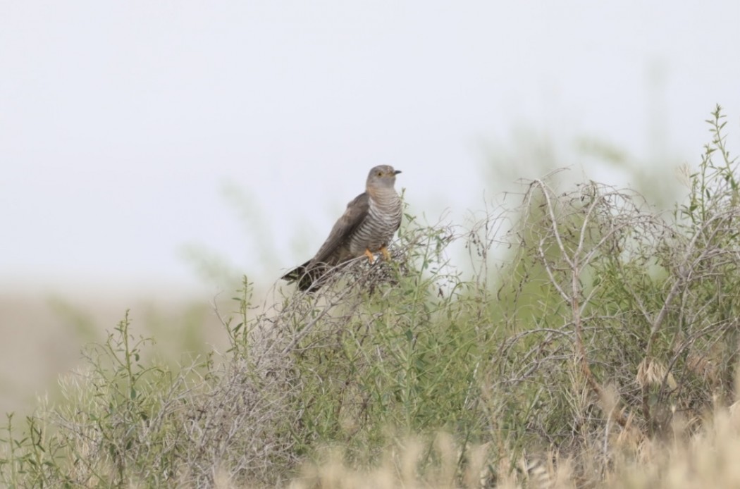 Common Cuckoo