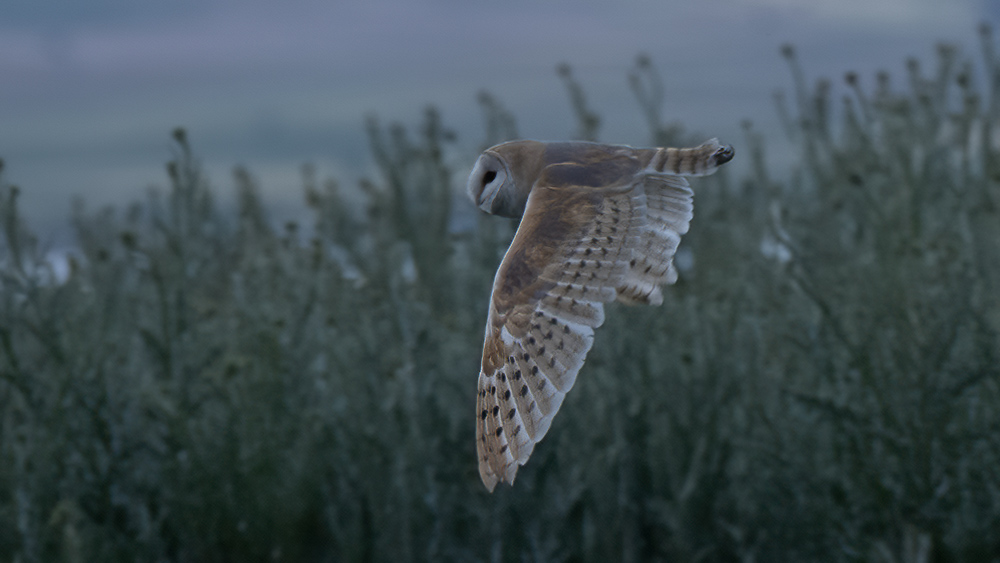 Western Barn Owl
