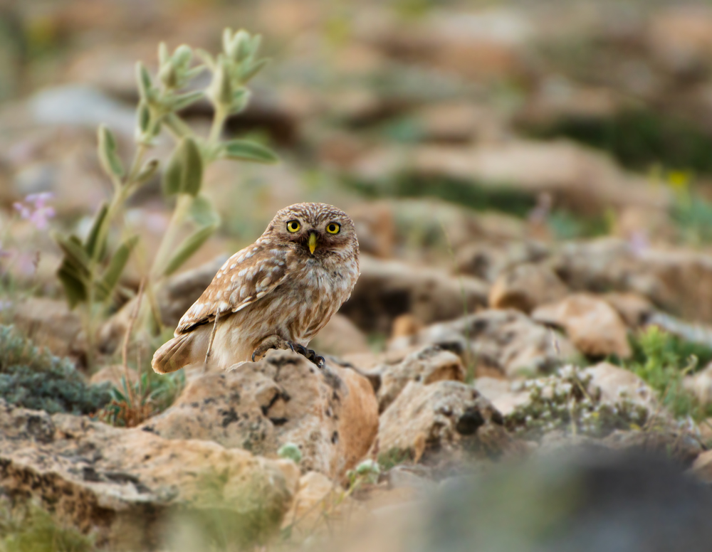 Little Owl
