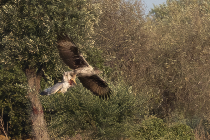 Bonelli`s Eagle