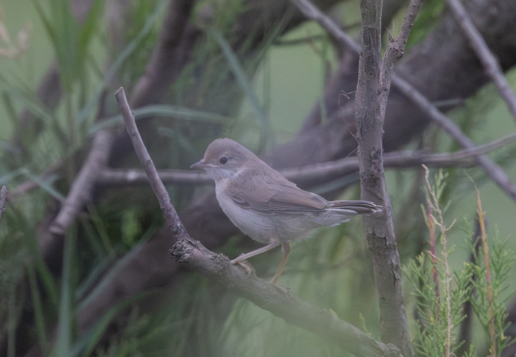 Common Whitethroat