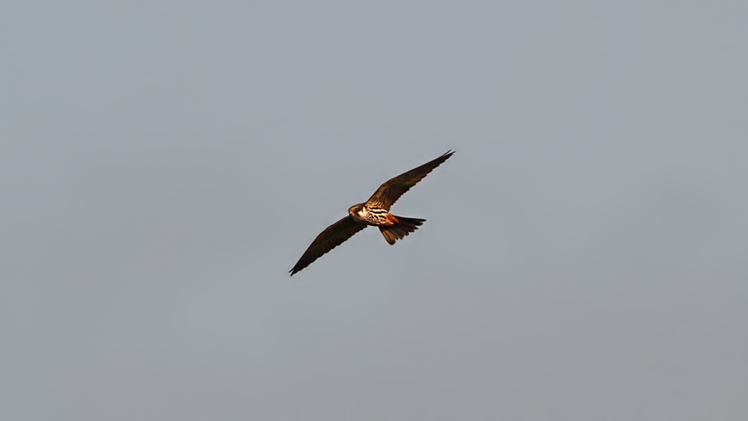Eurasian Hobby