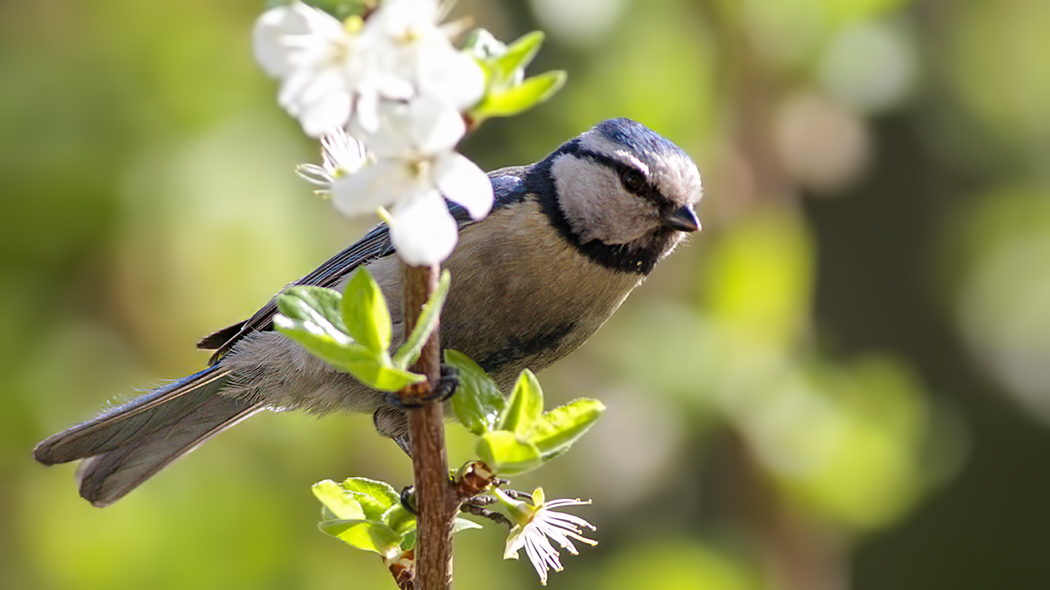 Eurasian Blue Tit