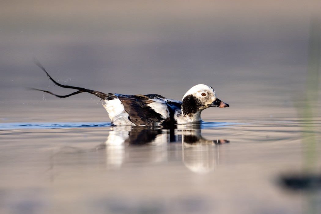 Long-tailed Duck