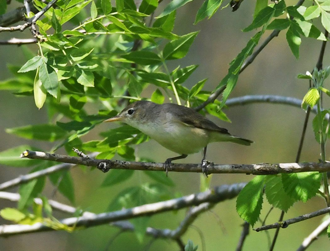Eastern Olivaceous Warbler