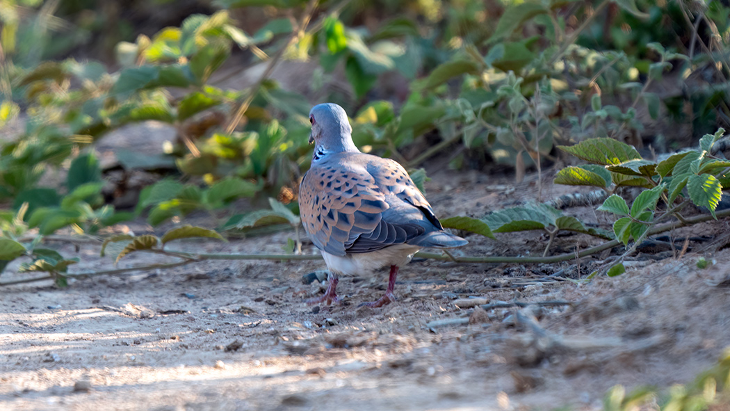 European Turtle Dove