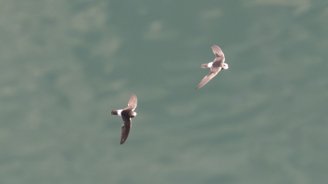 Little Swift