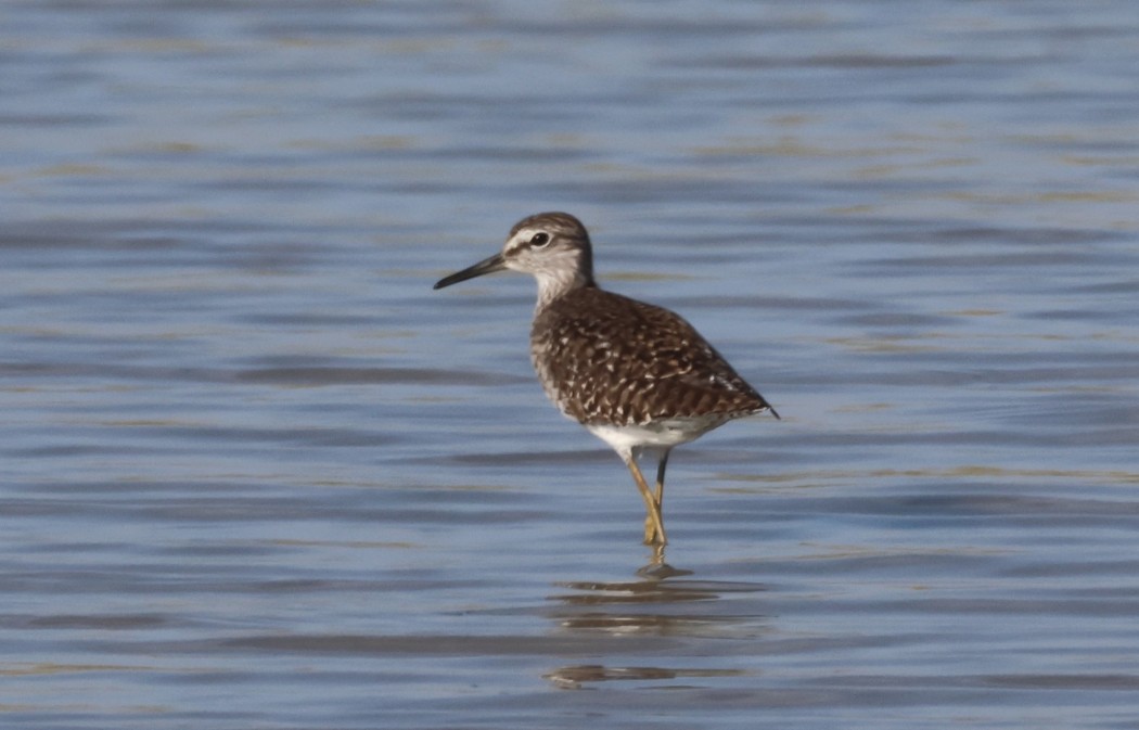 Wood Sandpiper