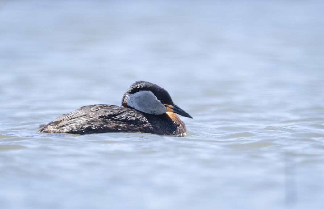 Red-necked Grebe