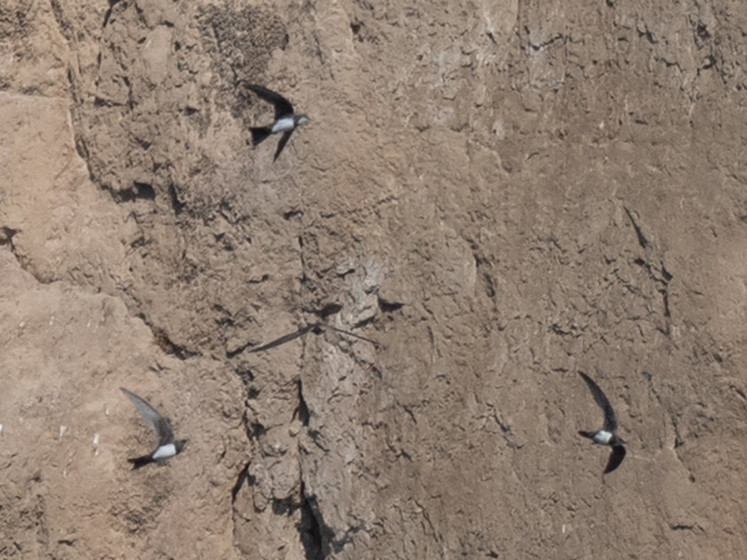 Alpine Swift