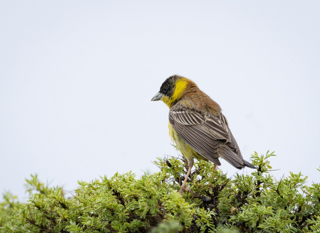 Black-headed Bunting