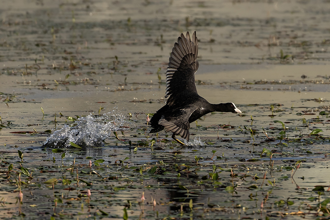 Eurasian Coot