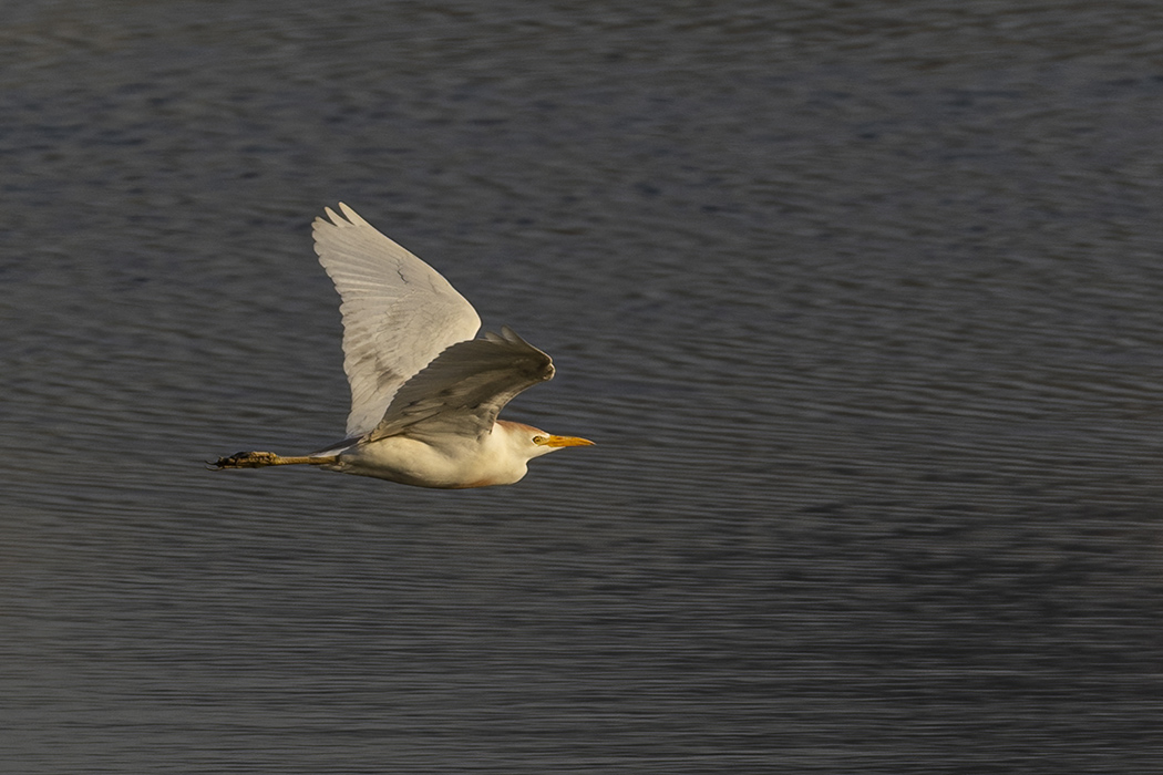 Western Cattle Egret