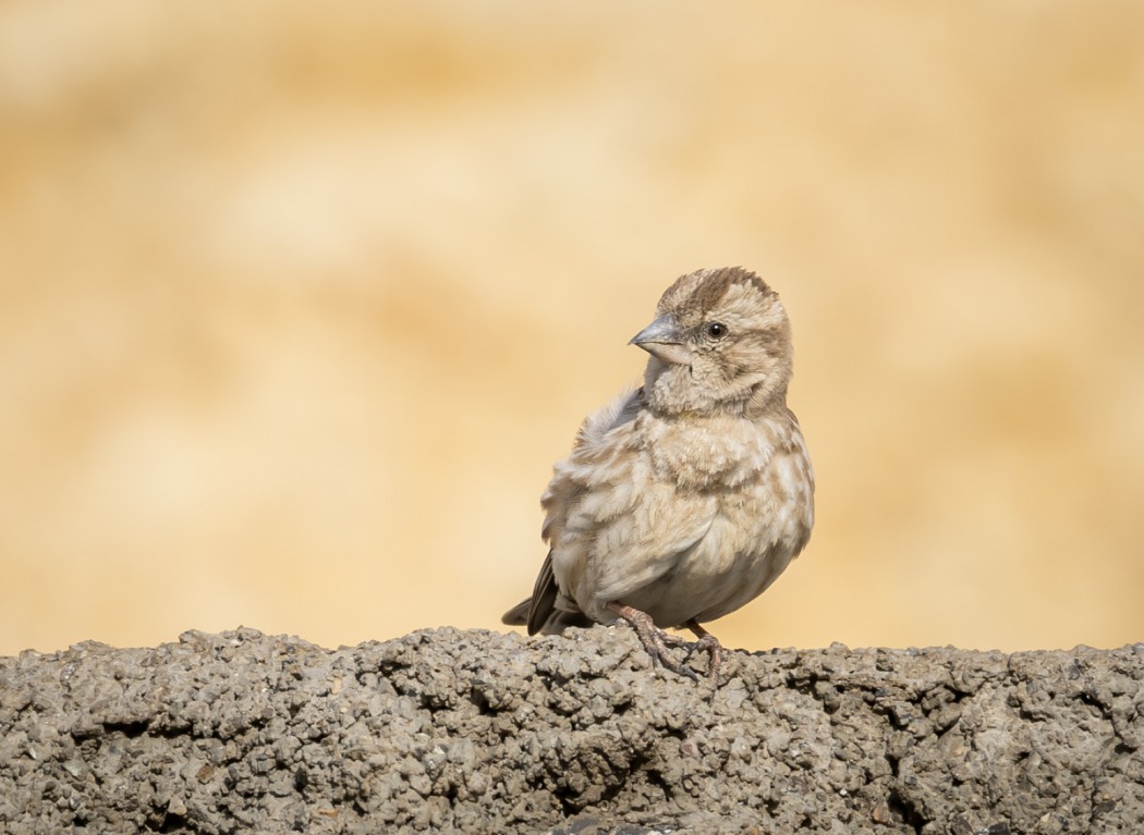 Rock Sparrow