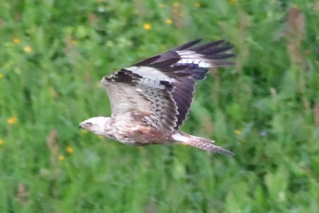 Long-legged Buzzard
