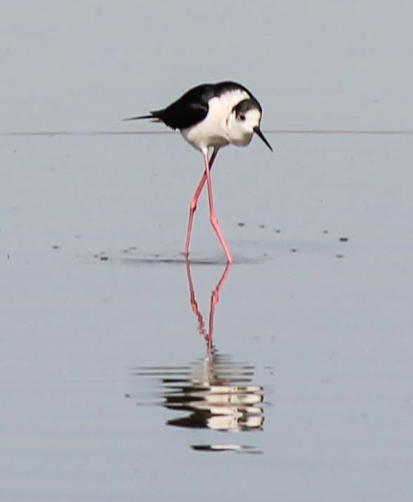 Black-winged Stilt