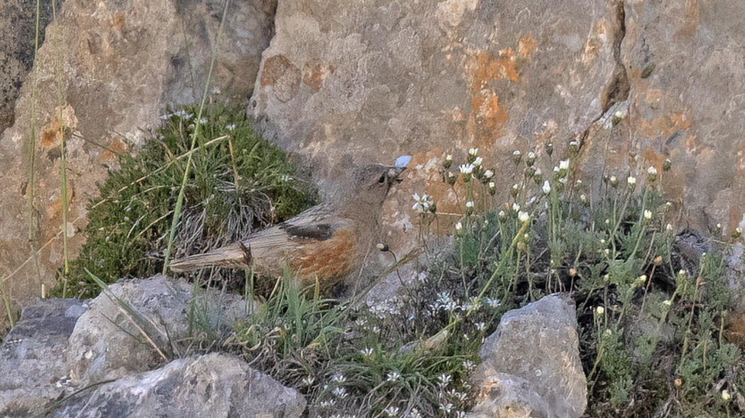 Alpine Accentor