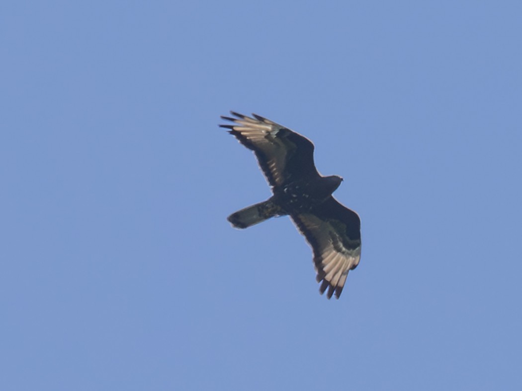 European Honey Buzzard