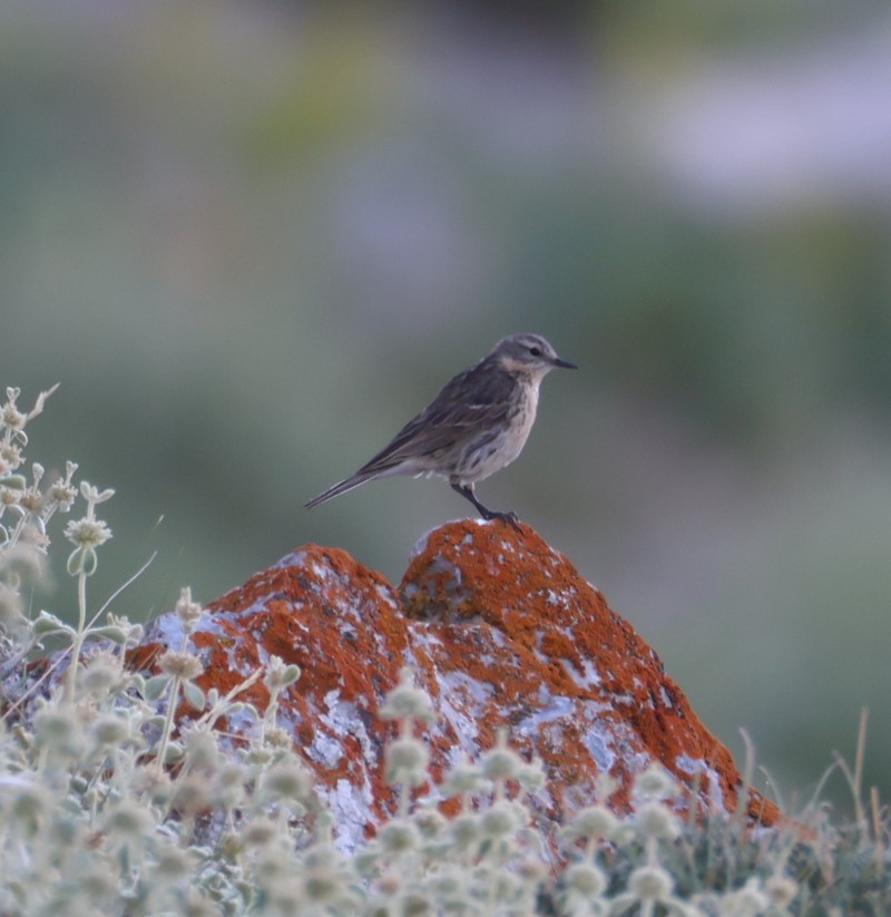 Water Pipit