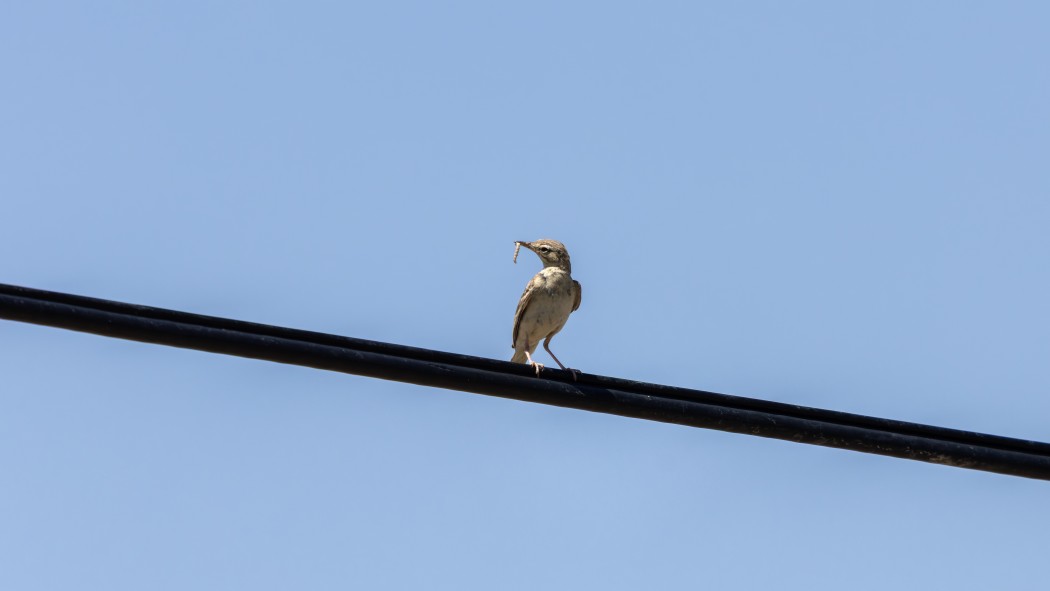 Tawny Pipit