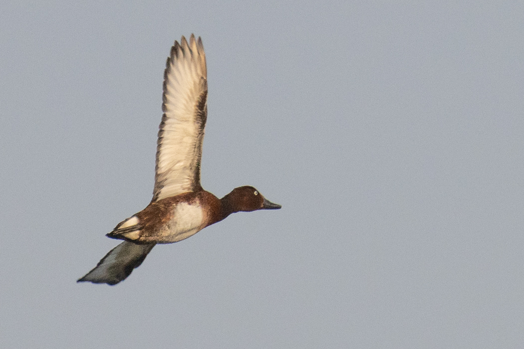 Ferruginous Duck