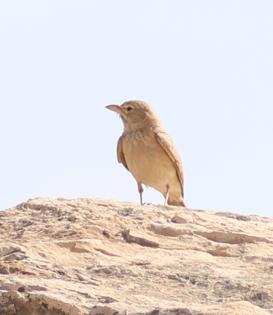 Desert Lark