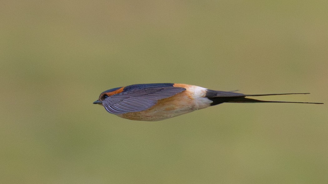 European Red-rumped Swallow
