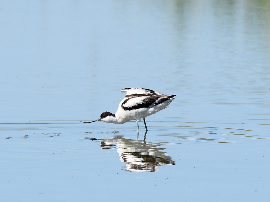 Pied Avocet