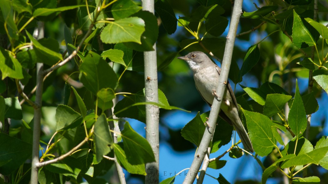 Common Whitethroat