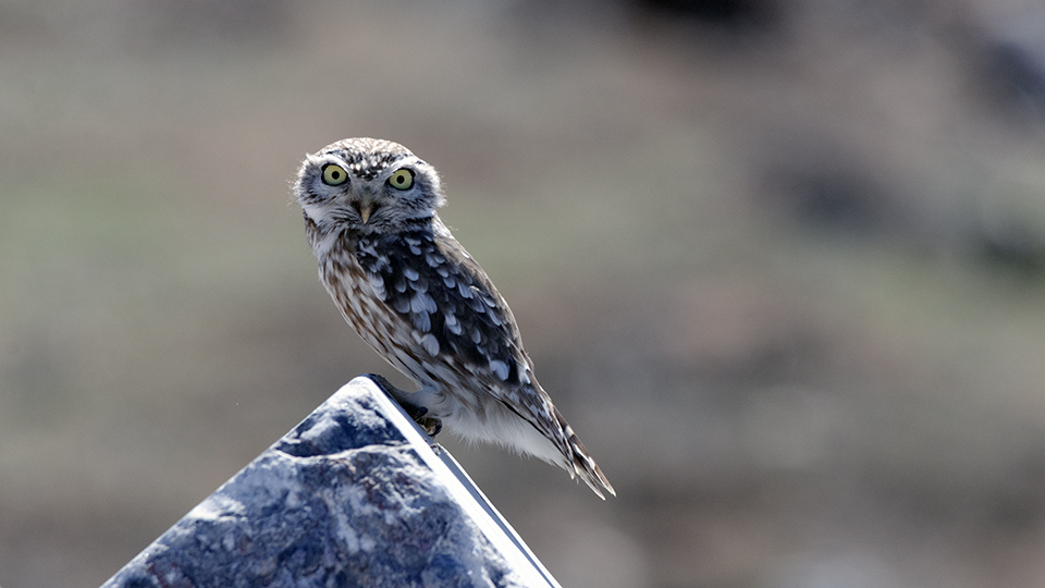 Little Owl