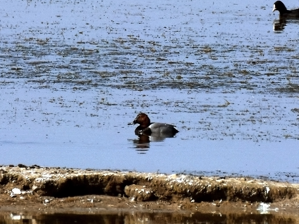 Common Pochard