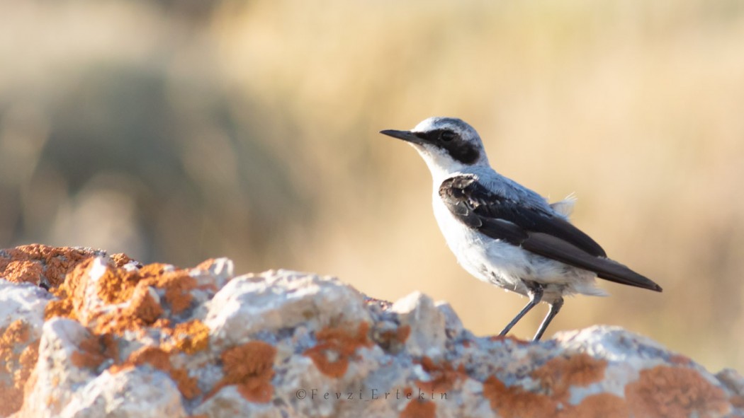 Northern Wheatear