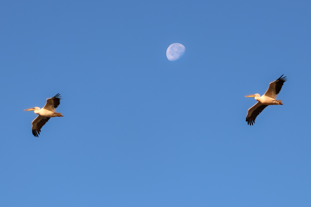 Great White Pelican