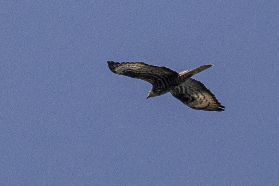 European Honey Buzzard